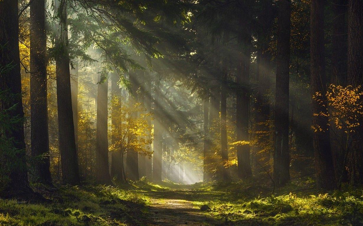 Morning Forest Wallpapers - Top Free Morning Forest Backgrounds ...