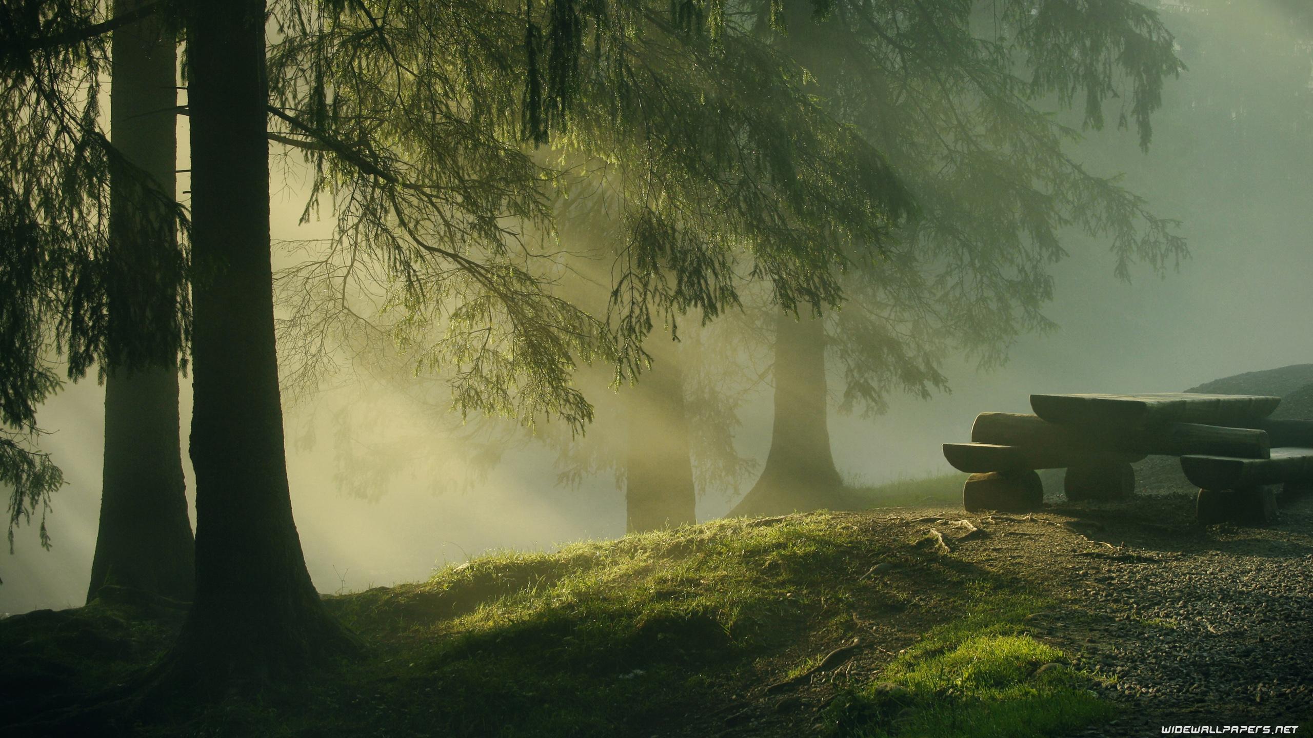 2560x1440 Forest desktop wallpaper 4K Ultra HD