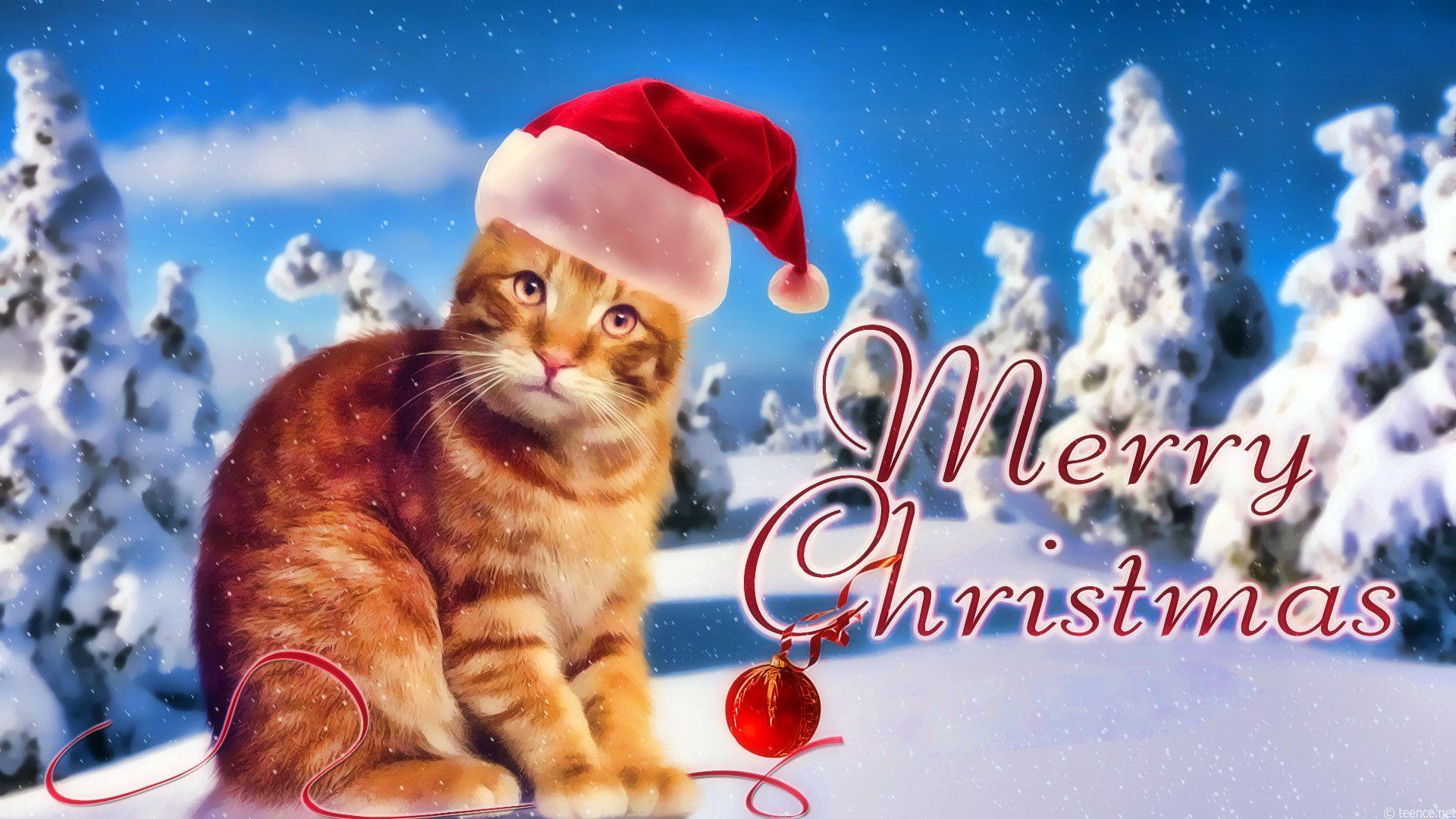 Hình nền Giáng sinh với hình ảnh chú mèo dễ thương sẽ khiến cho bất cứ ai cũng cảm thấy ấm áp và vui tươi hơn. Hãy xem ngay hình ảnh liên quan đến từ \