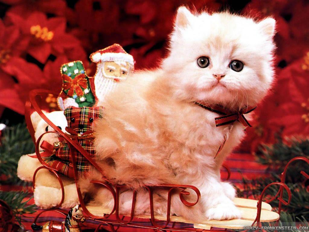 1024x768 Christmas Cats!. Christmas animals, Christmas cats, Cat wallpaper