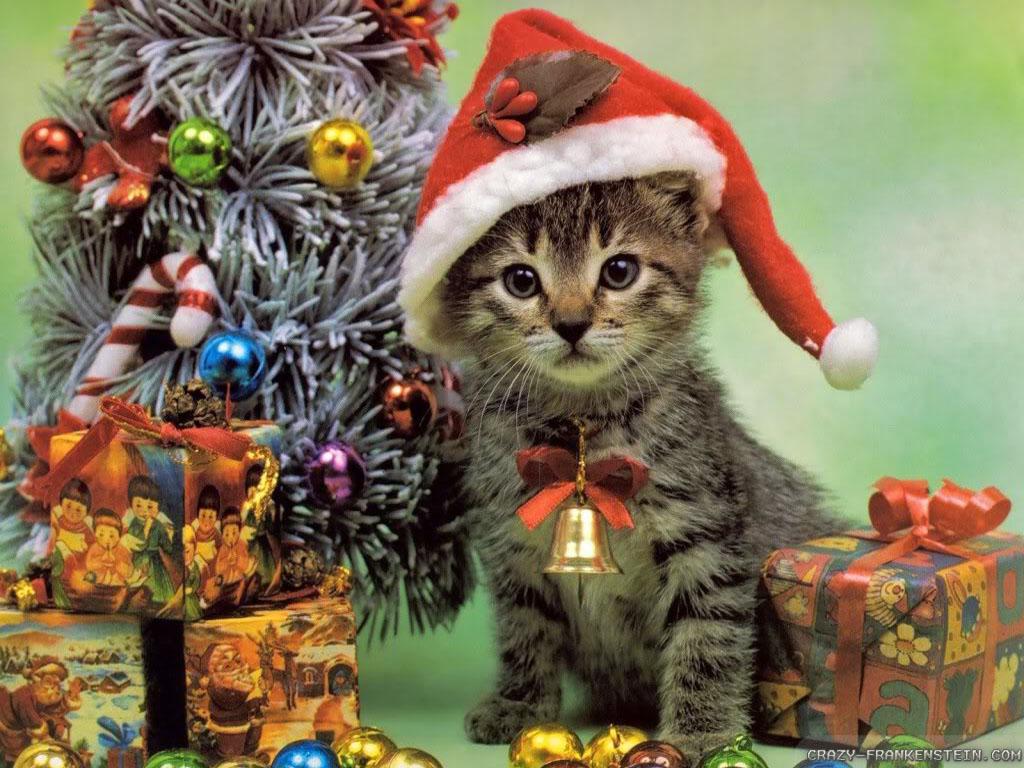 1024x768 Christmas Cat Wallpaper Cats HD Wallpaper