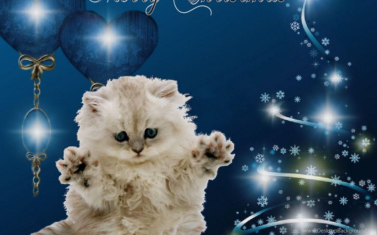 1280x800 Merry Christmas Cat Christmas Wallpaper Fanpop Desktop Background