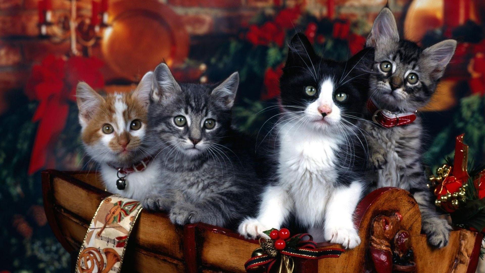 1920x1080 Hd Pics Photo Cute Attractive Christmas Cats Decorations Background For Desktops HD Wallpaper