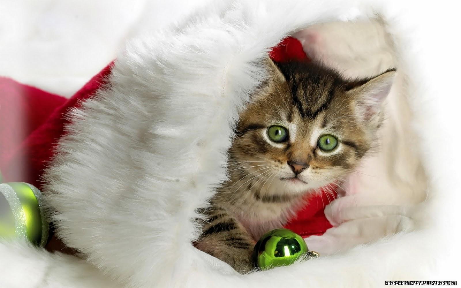 1600x1000 Funny Wallpaperhd Wallpaper Wallpaper Cute Cats