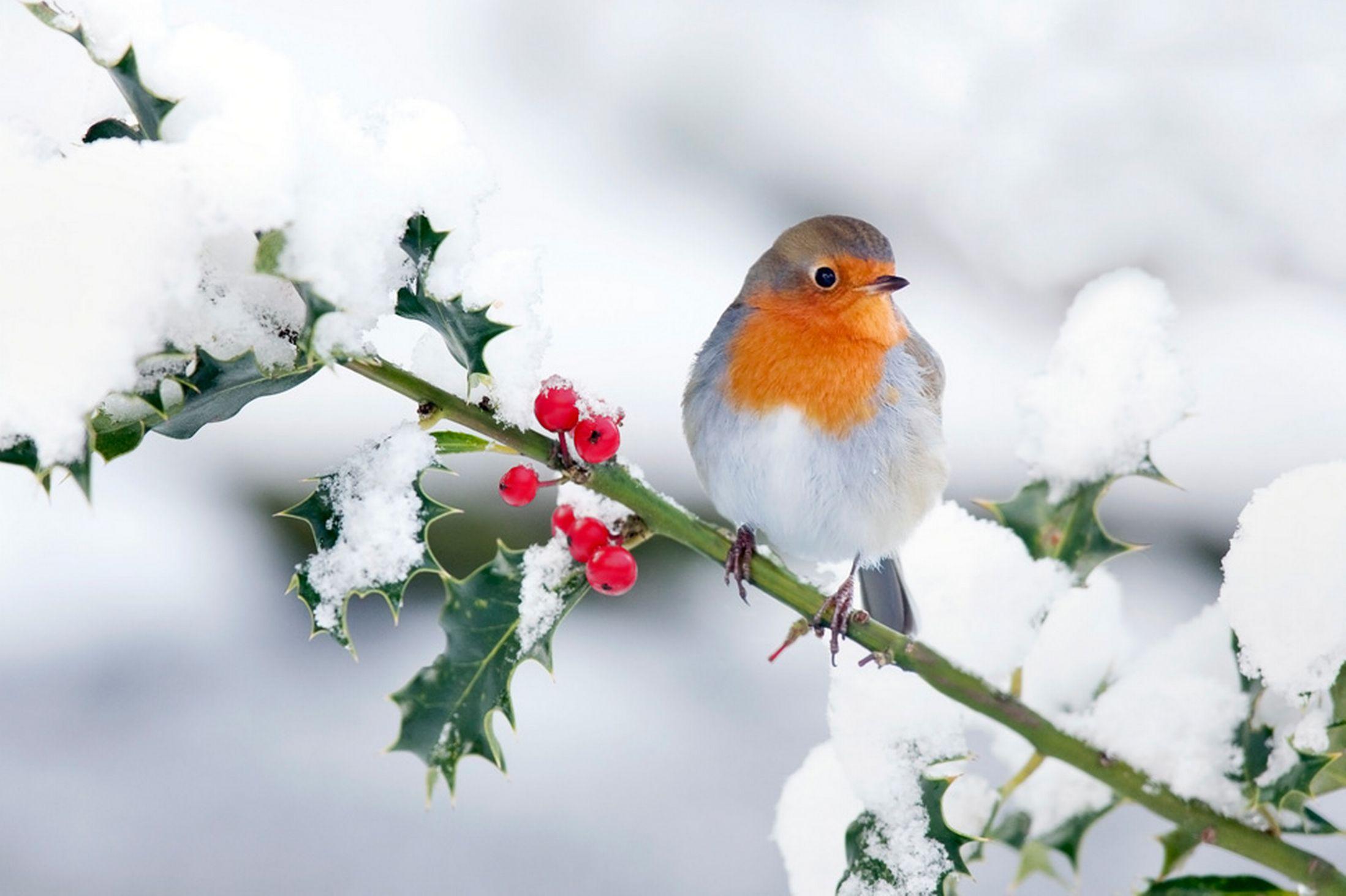 Christmas Birds Wallpapers Top Free Christmas Birds Backgrounds Wallpaperaccess
