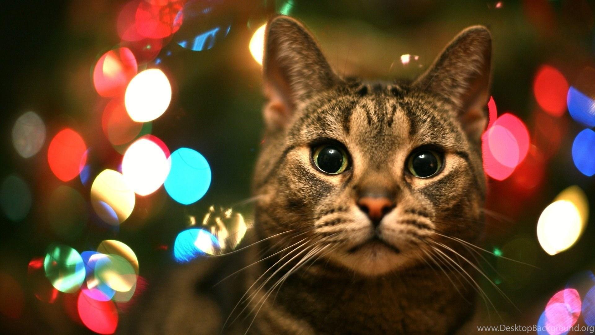 1920x1080 Cat Animal Christmas Wallpaper Photography Desktop Background