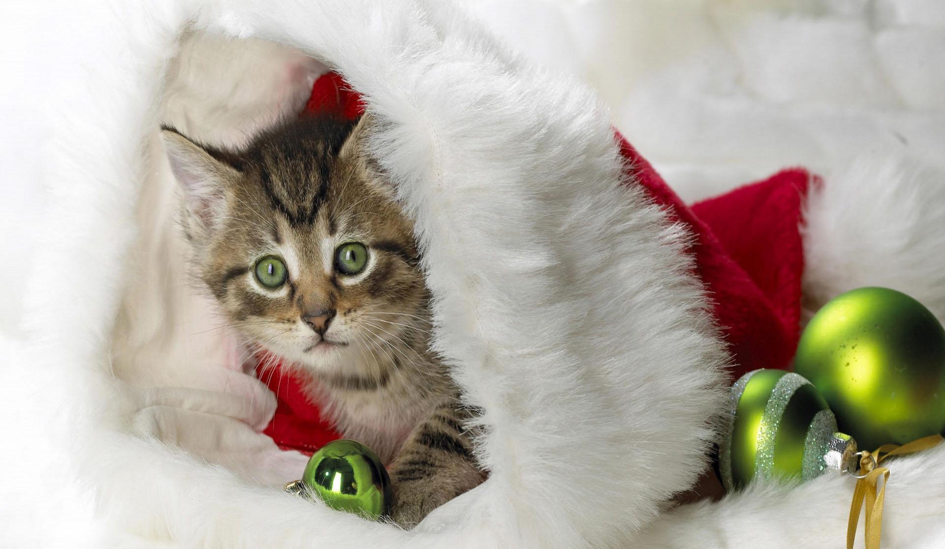 1920x1116 Cat Christmas Wallpaper HD / Desktop and Mobile Background