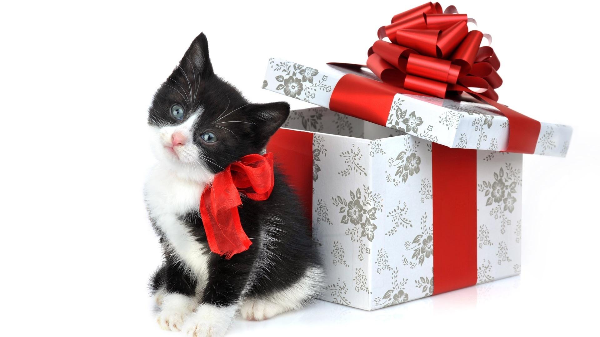1920x1080 Download Wallpaper: Cat, Kitten, Christmas Wallpaper For Desktop, Merry Christmas Wallaper, X Mas Wallapper, Download Photo, Christmas