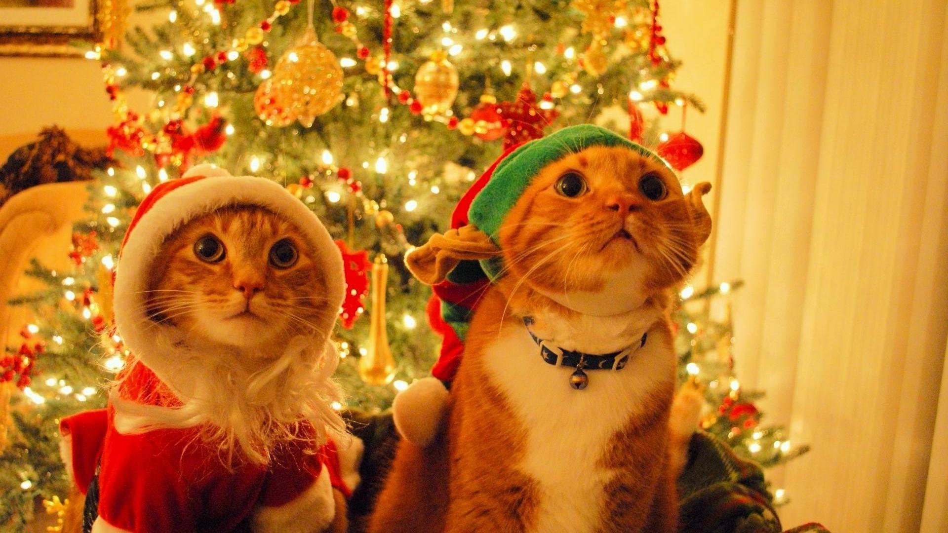 1920x1080 #cat, #Christmas, #animals, wallpaper. Mocah HD Wallpaper