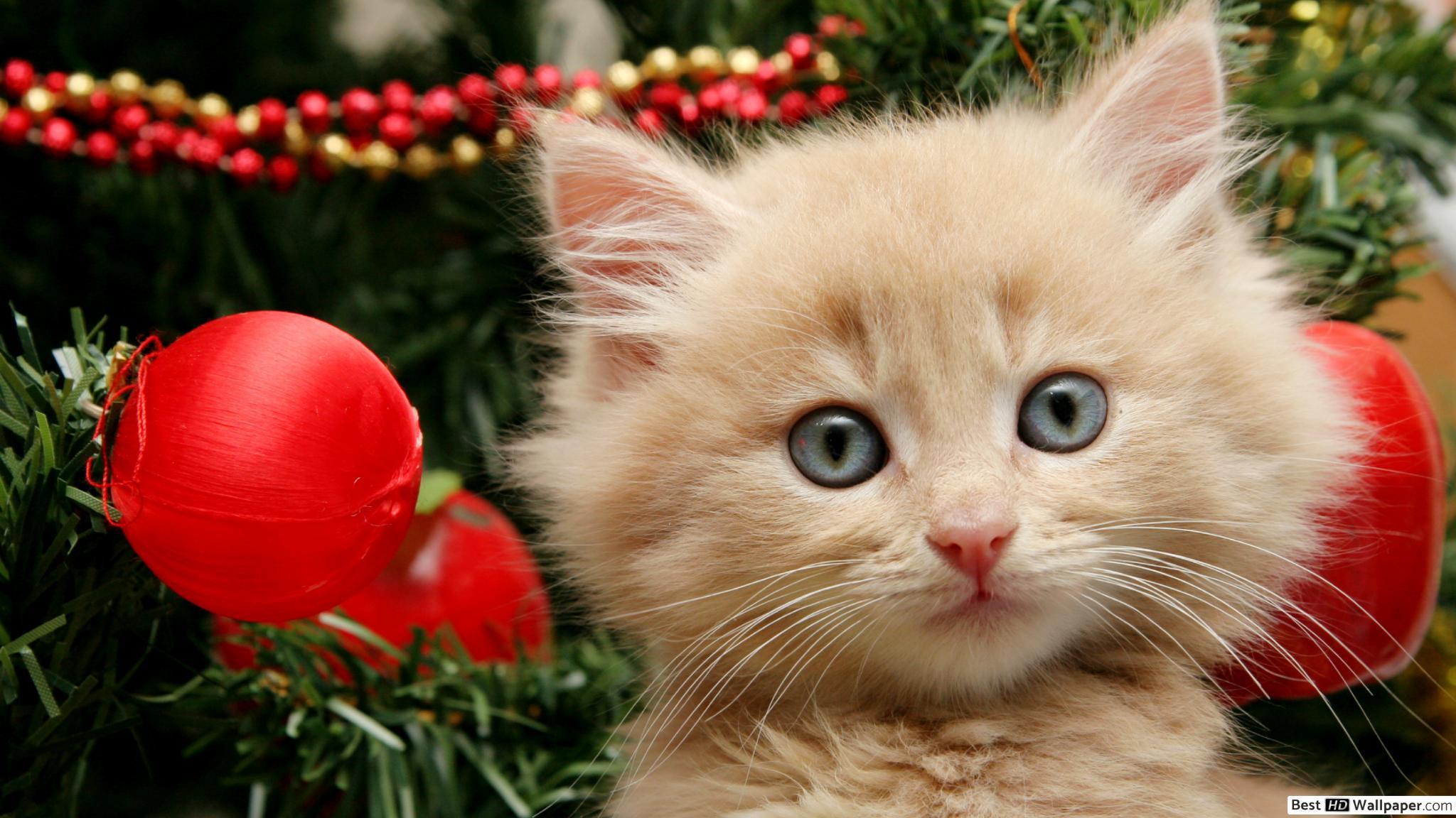 2048x1152 Adorable orange kitten decorating the tree for Christmas HD wallpaper download