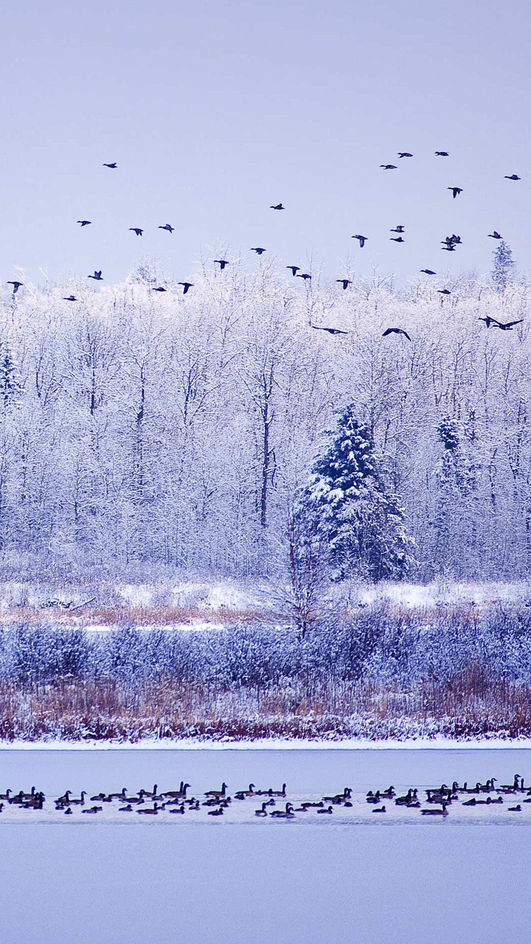 1080x1920 Winter River Migratory Birds iPhone 6 Wallpaper Download. iPhone Wallpaper, iPad wallpaper. Nature iphone wallpaper, Nature wallpaper iphone, Nature wallpaper