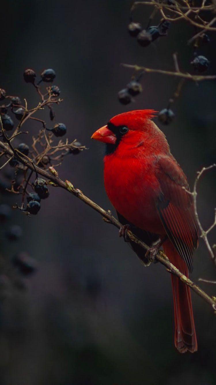 750x1334 Birds Wallpaper iPhone HD Wallpaper
