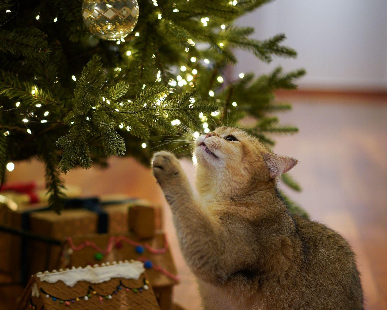 1280x1024 Download wallpaper 1280x1024 cat, christmas tree, pet, gray, new year, christmas standard 5:4 HD background