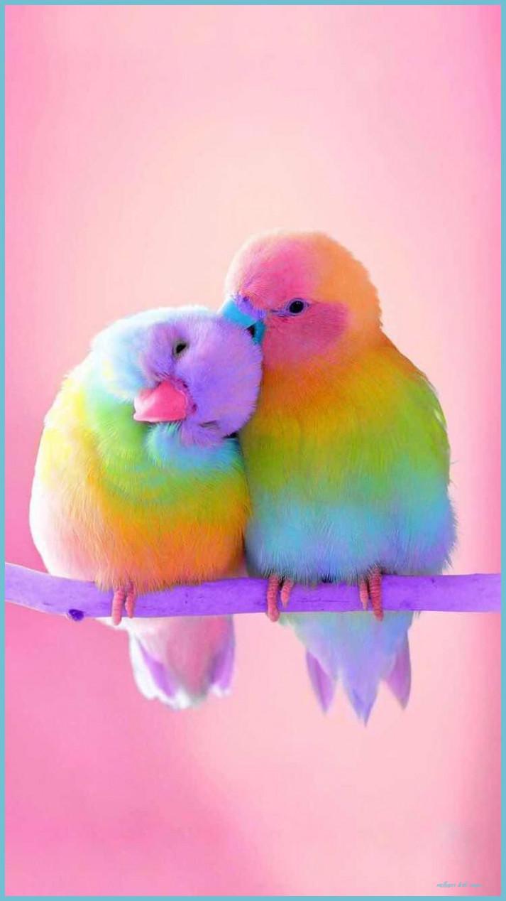 713x1268 Kawaii Birds Wallpaper Birds Image