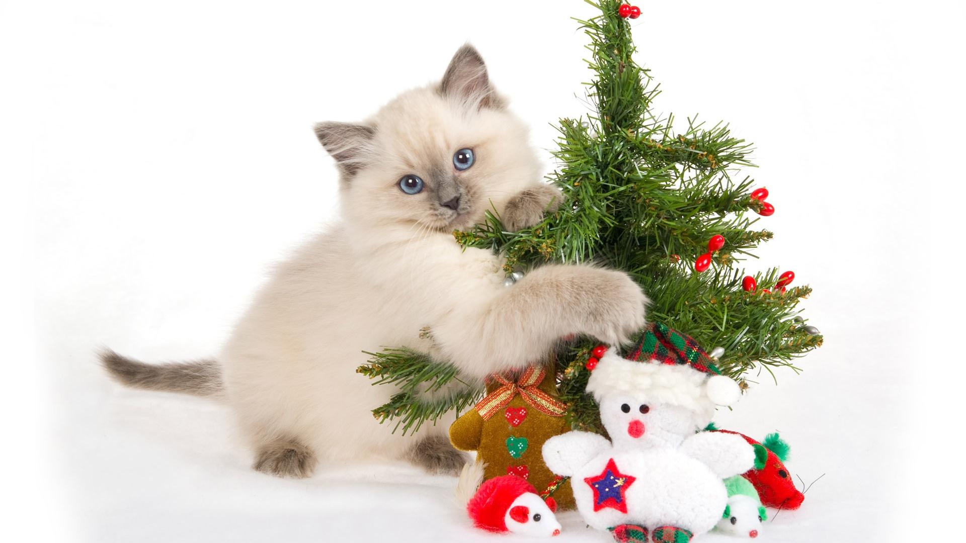 1920x1080 Cat with Christmas tree desktop PC and Mac wallpaper