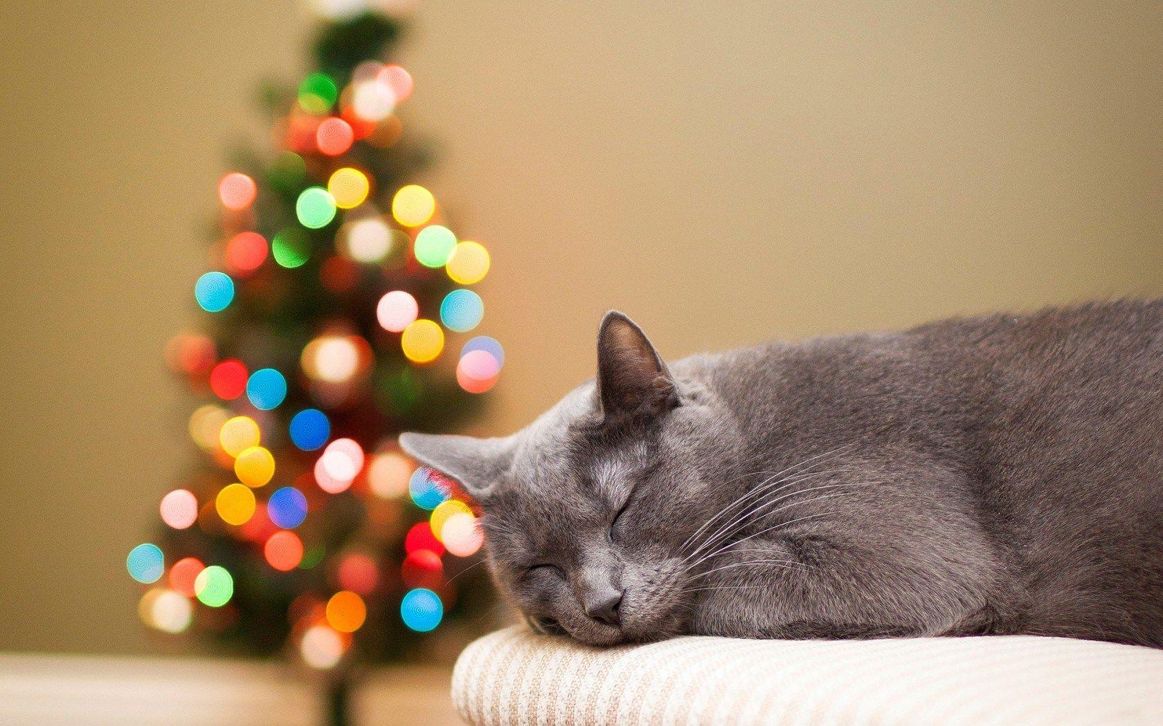 1680x1050 Holiday Cat Wallpaper, HD Holiday Cat Background