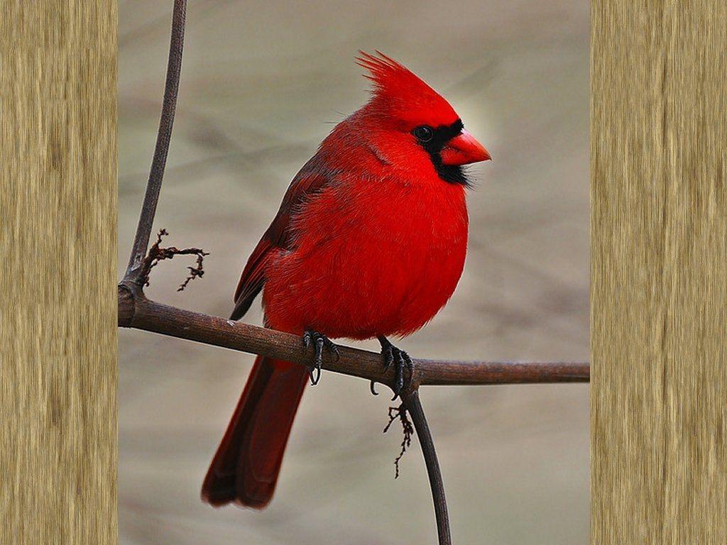 1024x768 Kapuna Wahine Christmas Card or Ornaments. Beautiful birds, Forest wallpaper, Backyard birds