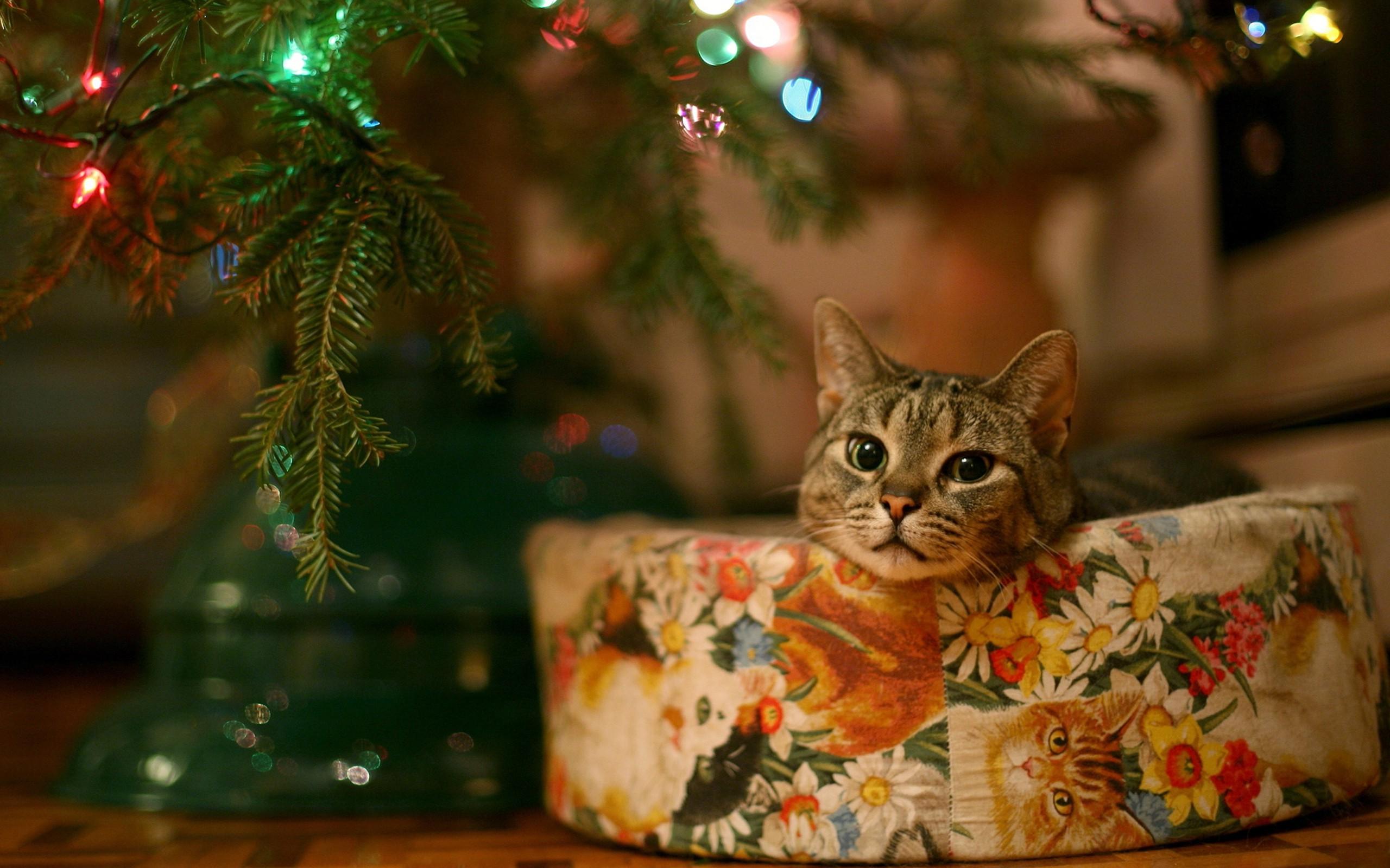 2560x1600 New Year, Cat, Animals, Lights, Leaves, Bokeh Wallpaper HD / Desktop and Mobile Background