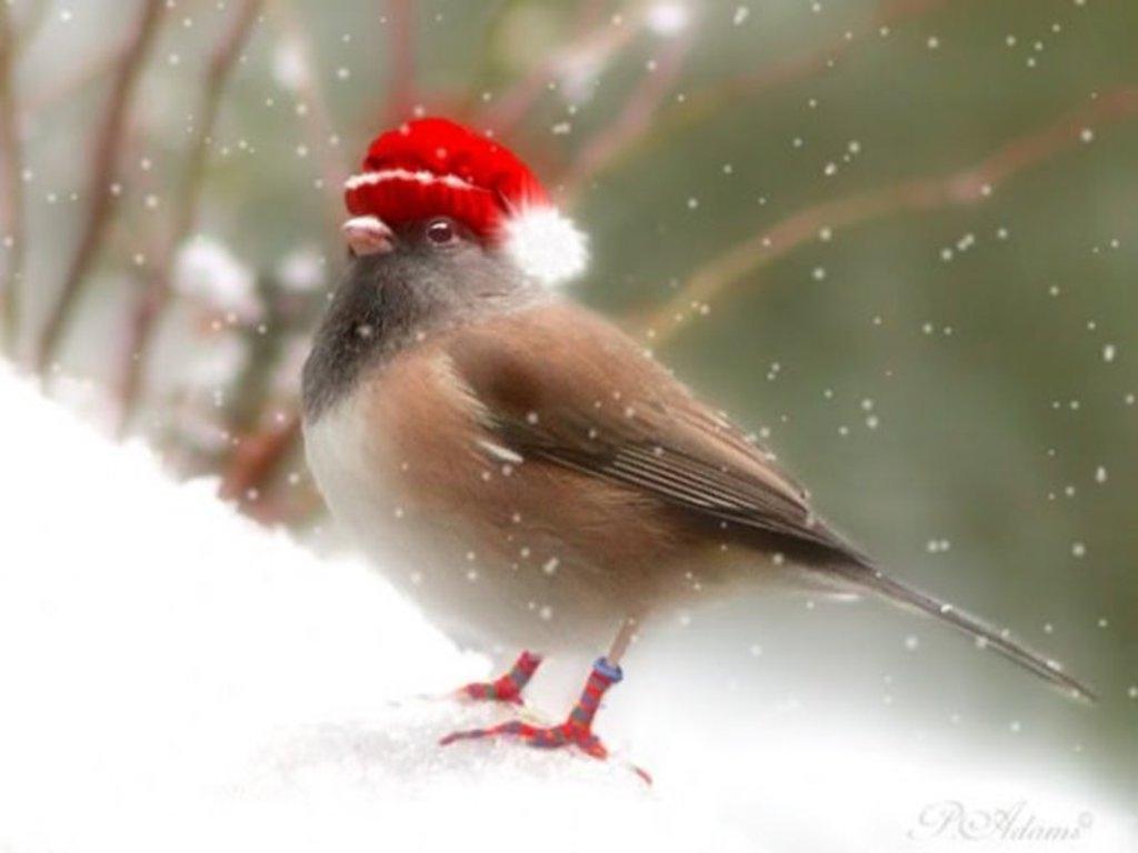 1024x768 Free download Holidays funny funny holidays unusual holidays Funny Picture [1024x768] for your Desktop, Mobile & Tablet. Explore Free Christmas Bird Wallpaper. Parrot Wallpaper Free Download, Free Bird Wallpaper
