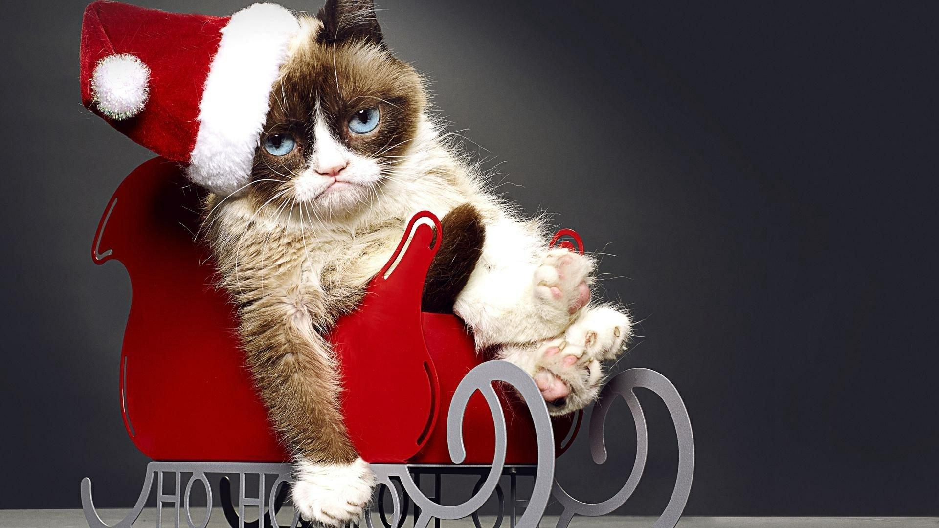 Cat Christmas Wallpapers Top Free Cat