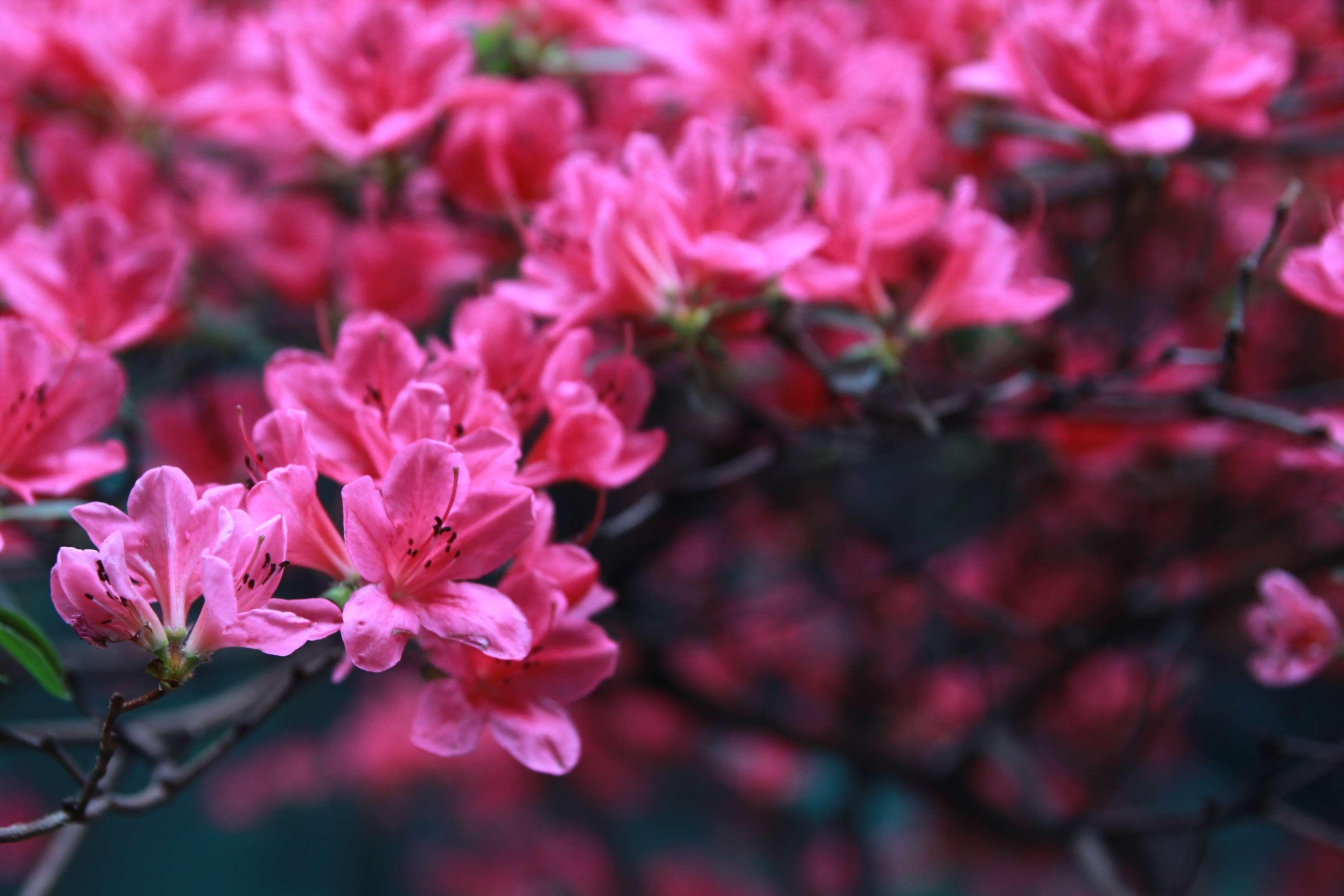 3456x2304 beautiful flowers #bunch of flowers #nature #pink #pinky #seoul #south korea. Flowers nature, Beautiful flowers, Korea wallpaper