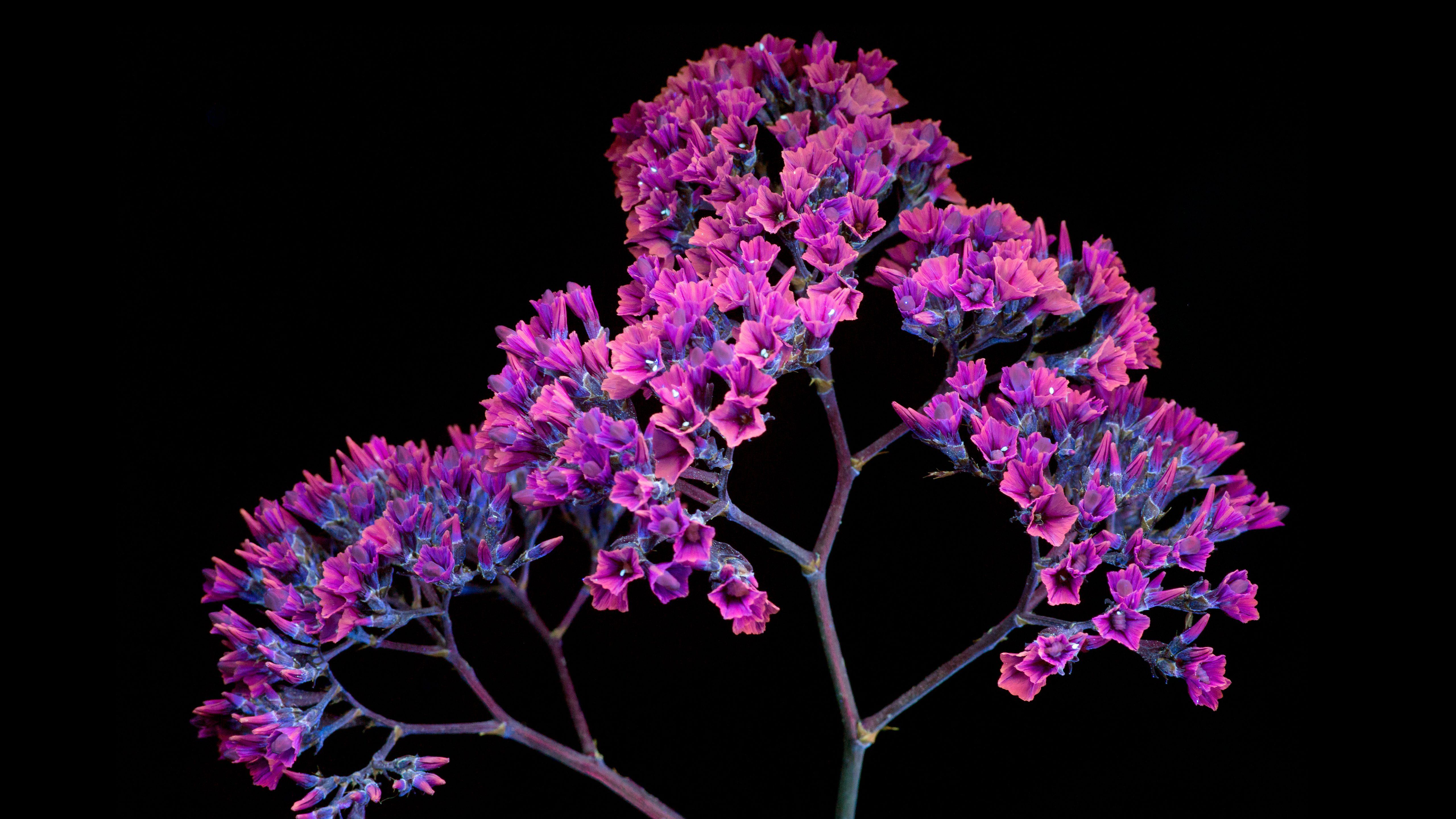 5120x2880 Wallpaper 4k Oled Purple Flower 4k Wallpaper