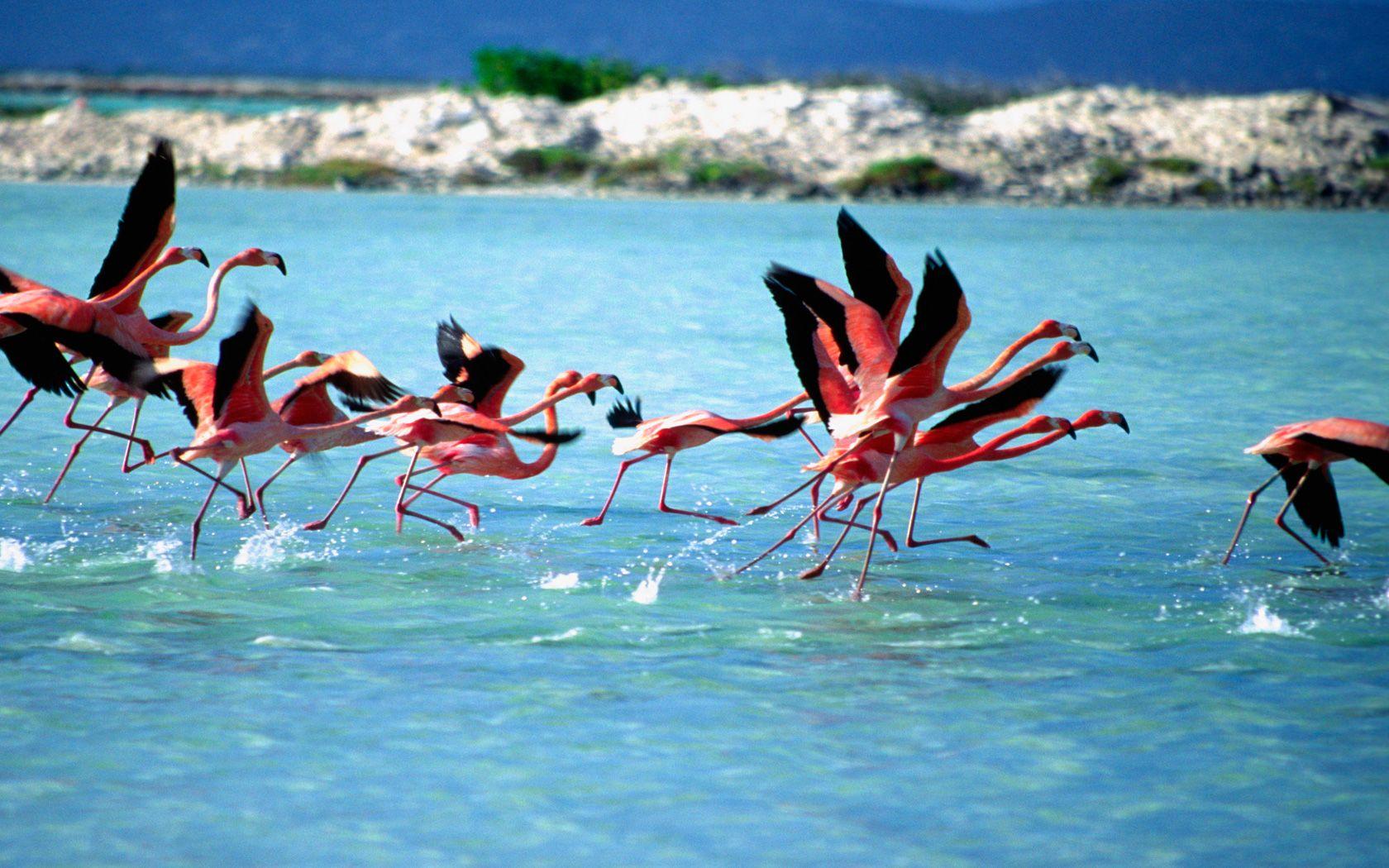 1680x1050 Desktop Wallpaper Bonaire #h692036. Earth HD Image