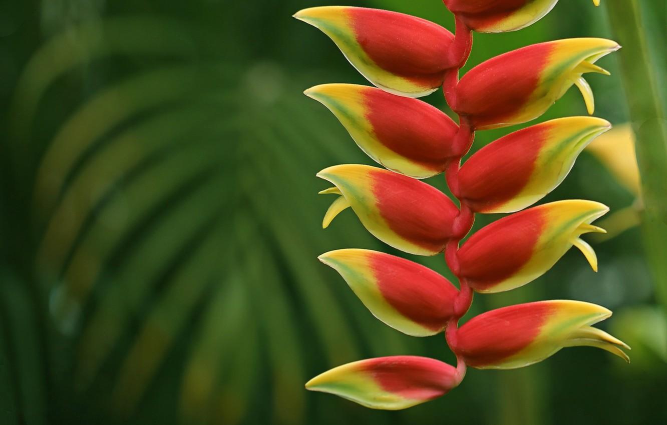 1332x850 Wallpaper macro, inflorescence, Heliconia image for desktop, section цветы