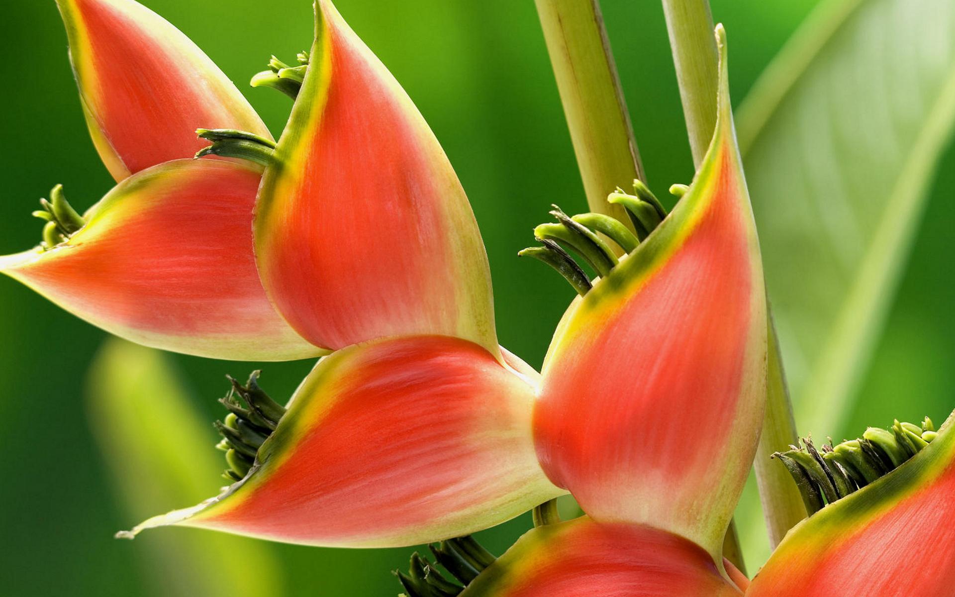 1920x1200 Red Heliconia Flowers Tropical Exotic Plants With A Handsome Tempting Smell Color From Near Wallpaper HD 1920x1200 :