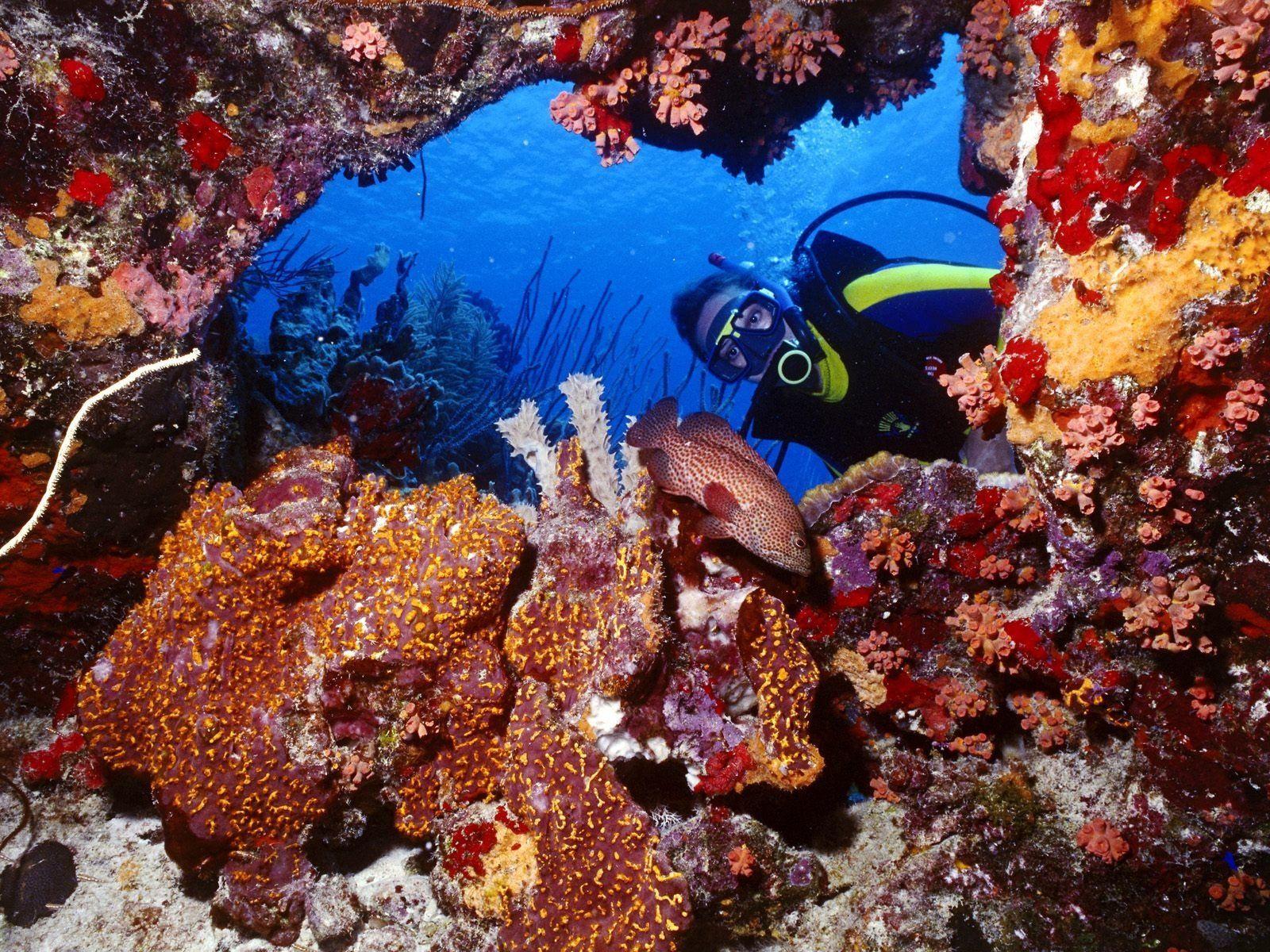 1600x1200 nature, widescreen, bonaire, mobile background, fresh, netherlands