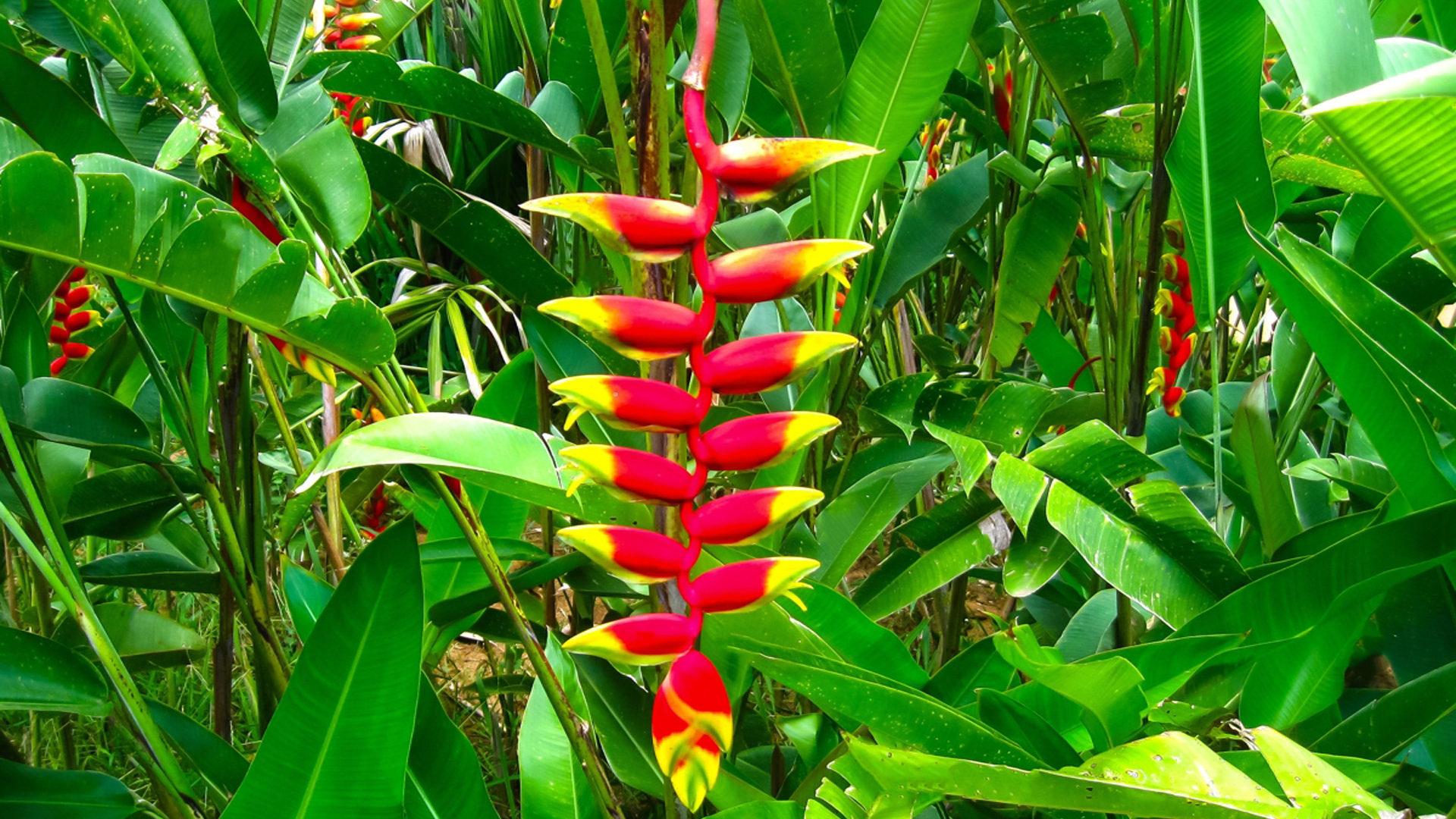 1920x1080 Exotic Flowers Red Heliconia Flowers Tropical Plants Wallpaper HD 1920x1200 :