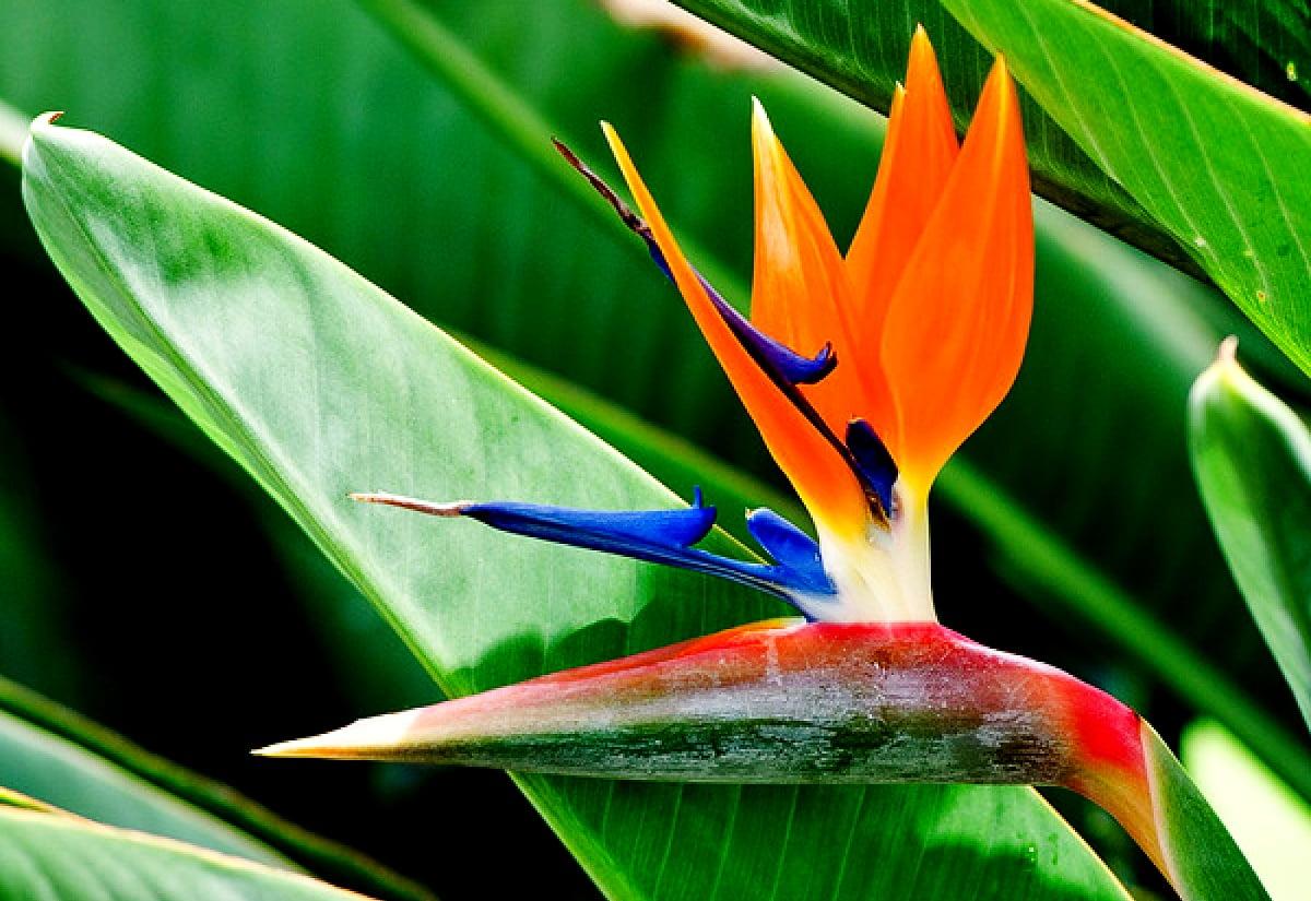 Heliconia Wallpapers - Top Free Heliconia Backgrounds - WallpaperAccess