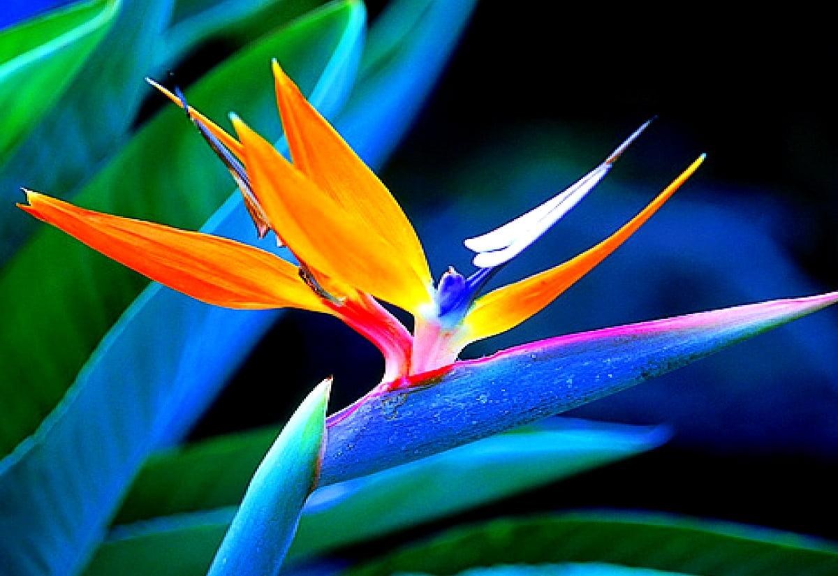 1200x825 Heliconia background HD. Download Free wallpaper