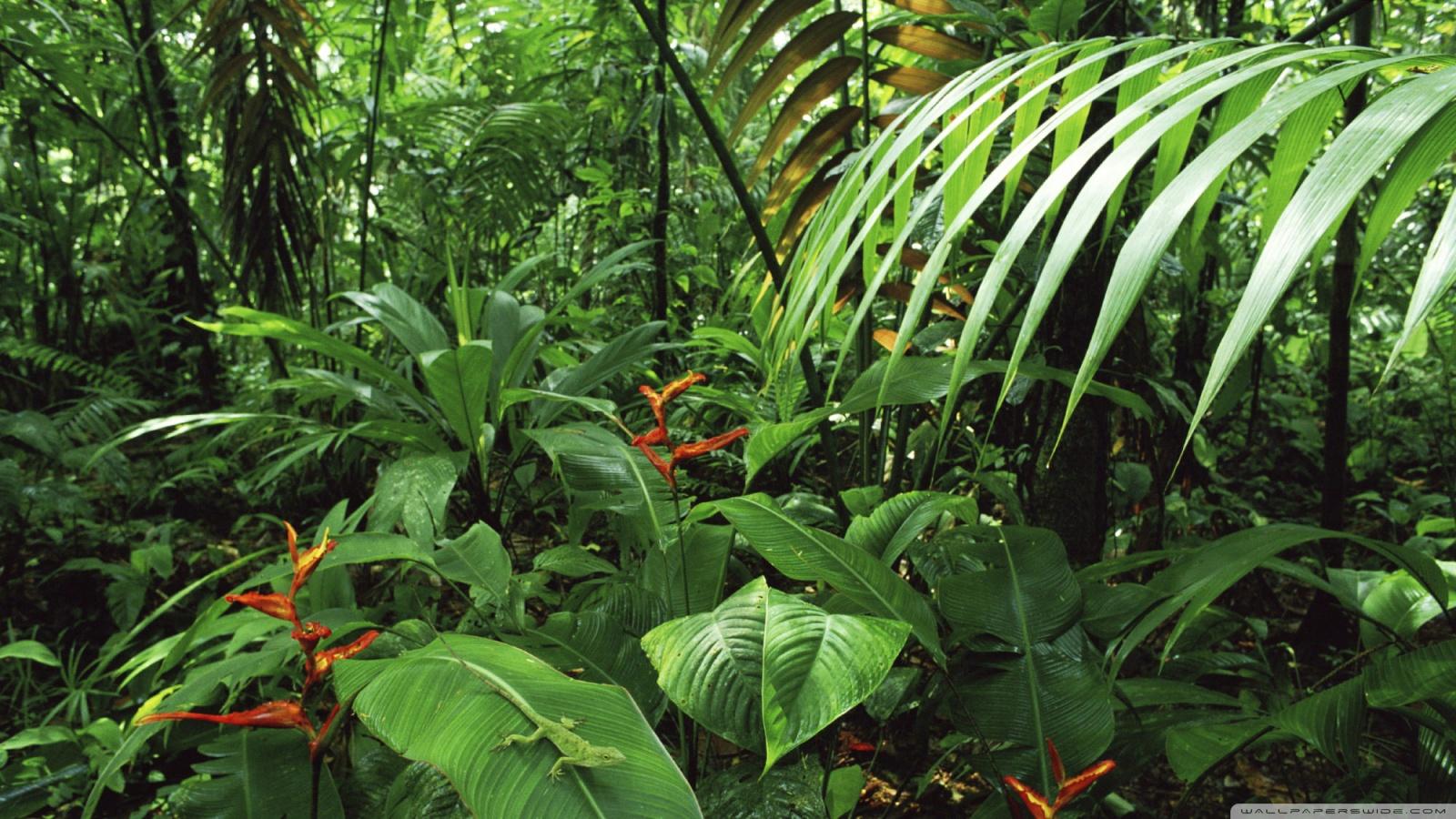 1600x900 Rainforest With Palms And Heliconia And Female Green Anole Costa Rica Ultra HD Desktop Background Wallpaper for 4K UHD TV : Widescreen & UltraWide Desktop & Laptop : Tablet