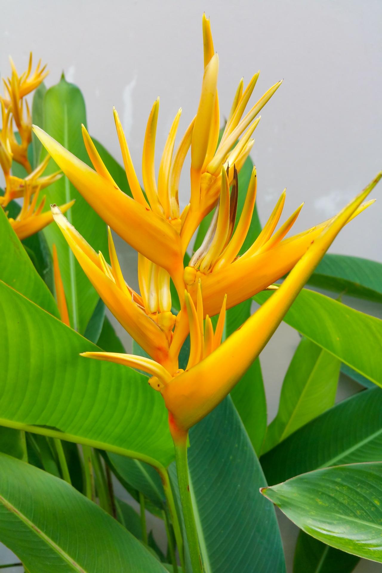 1280x1920 Yellow Heliconia Free Domain Picture