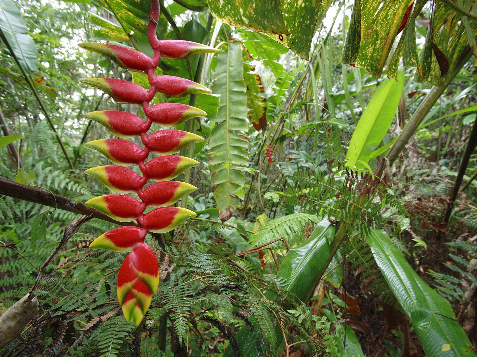 1600x1200 Download Wallpaper Forest Green Jungle, 1600x Heliconia (lobster Claws)