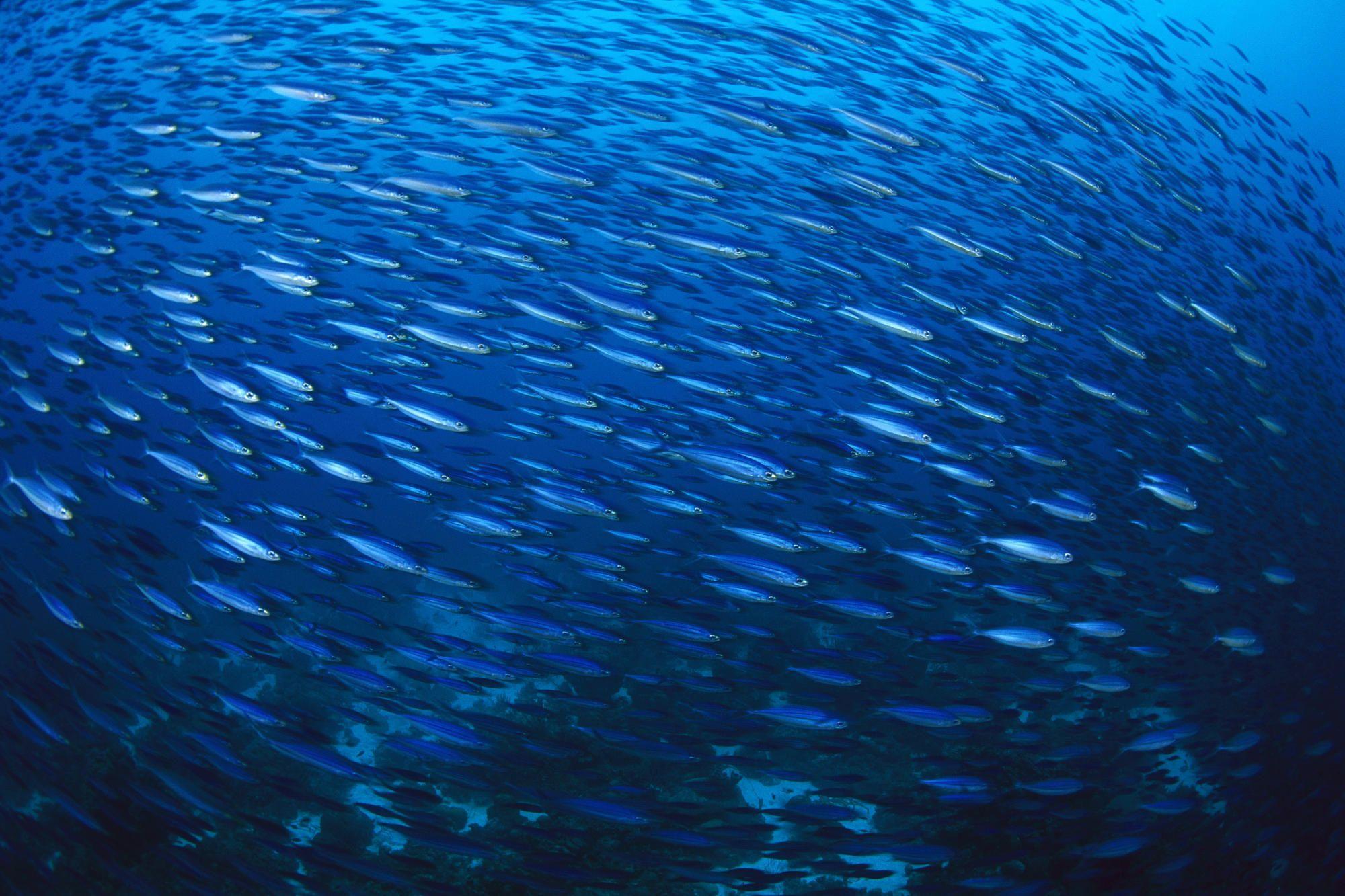 2000x1333 Wallpaper Fish, underwater, school of Fish, Bonaire, Caribbean
