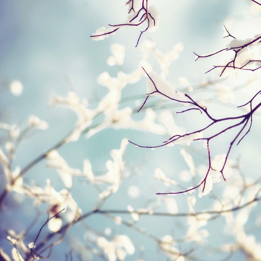 Branch Wallpapers - Top Free Branch Backgrounds - WallpaperAccess