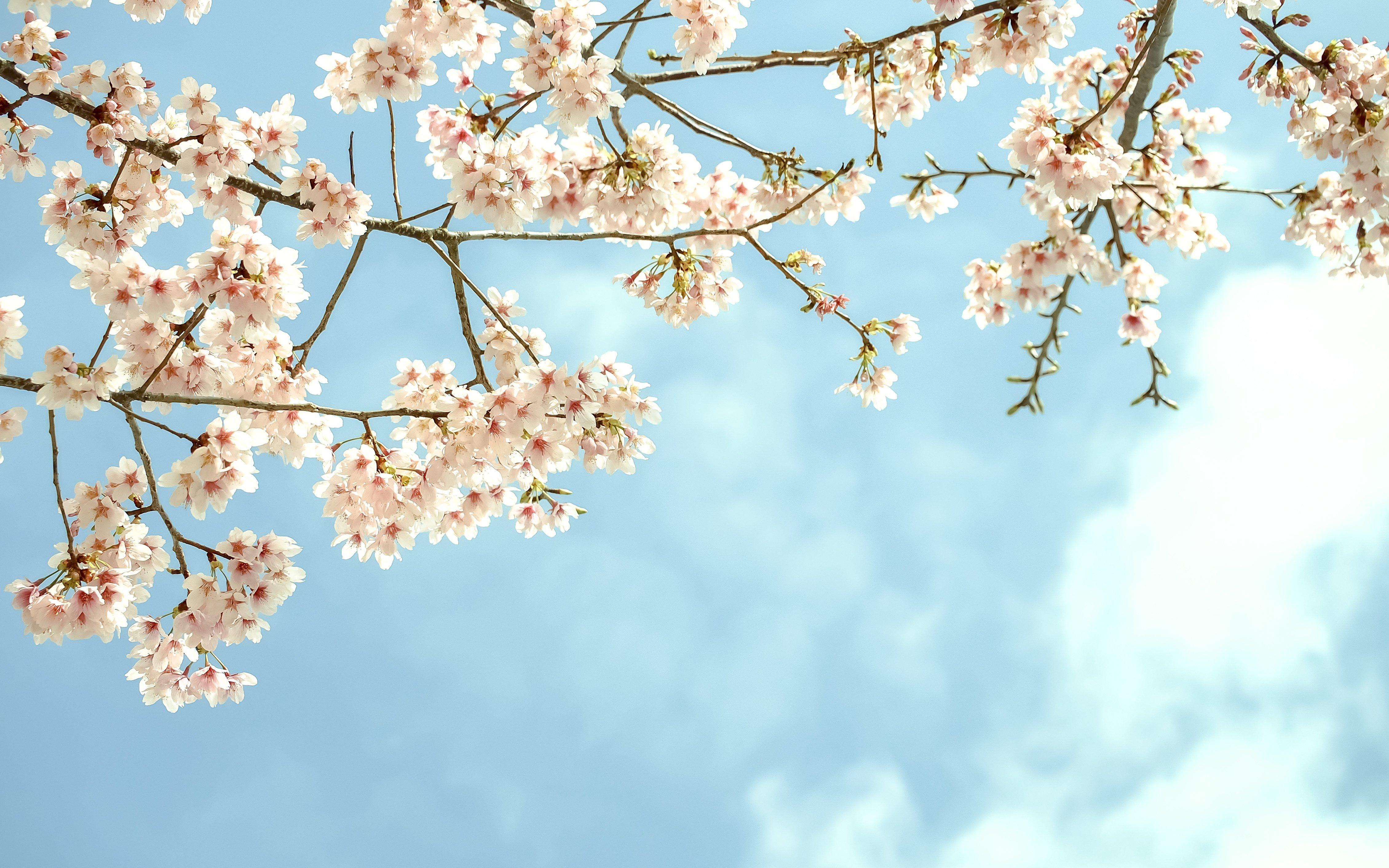 Branch Wallpapers - Top Free Branch Backgrounds - WallpaperAccess