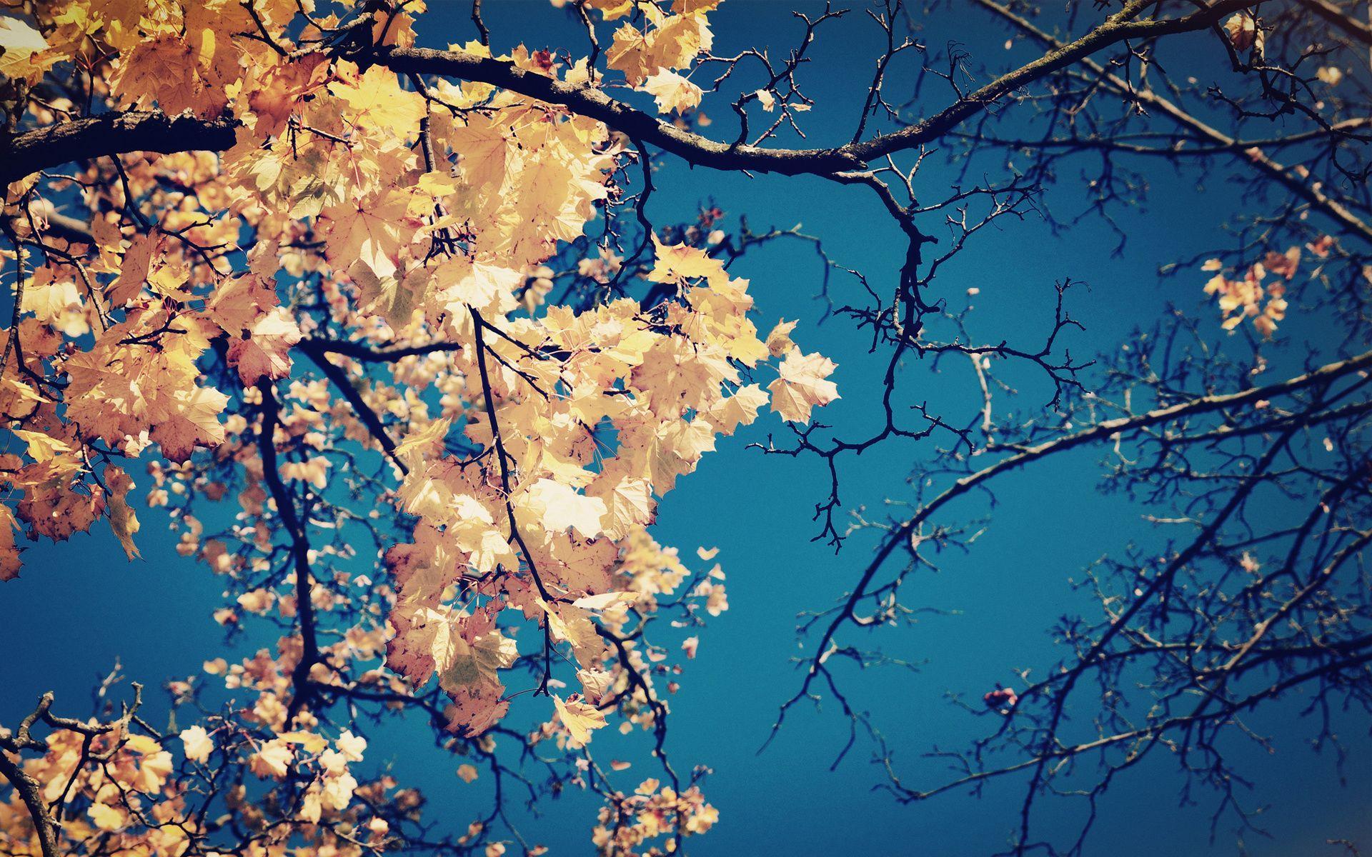 1920x1200 Tree Branches Wallpaper