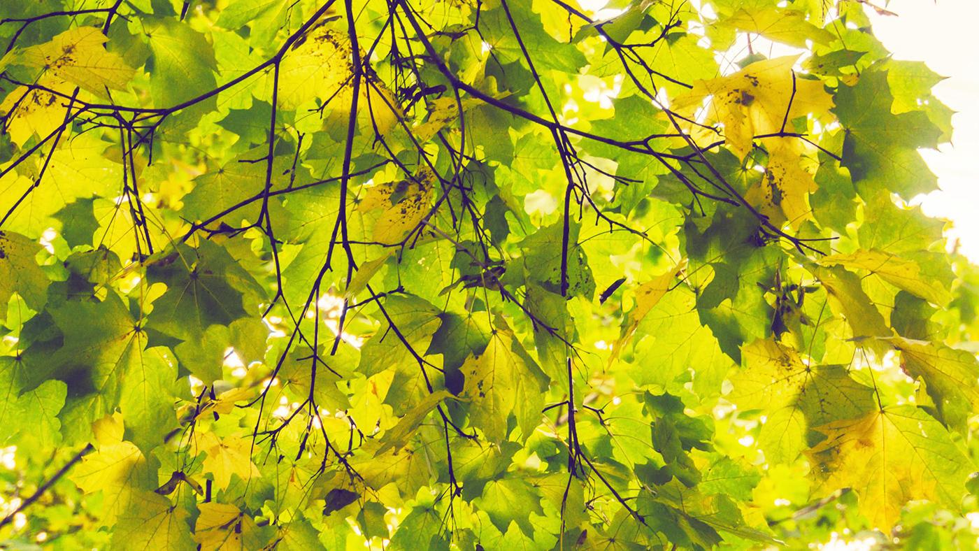 1400x788 Autumn tree branches wallpaper