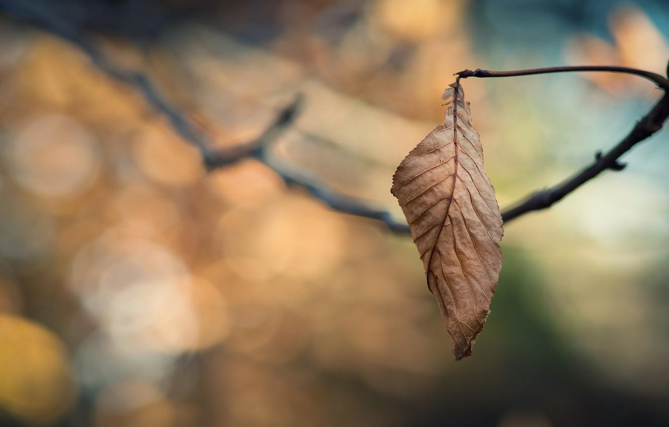 1332x850 Wallpaper cold, sadness, autumn, leaves, branches, loneliness, tree, branch, leaf, focus, branch, leaves, leaf, sheets, branch, widescreen Wallpaper image for desktop, section макро