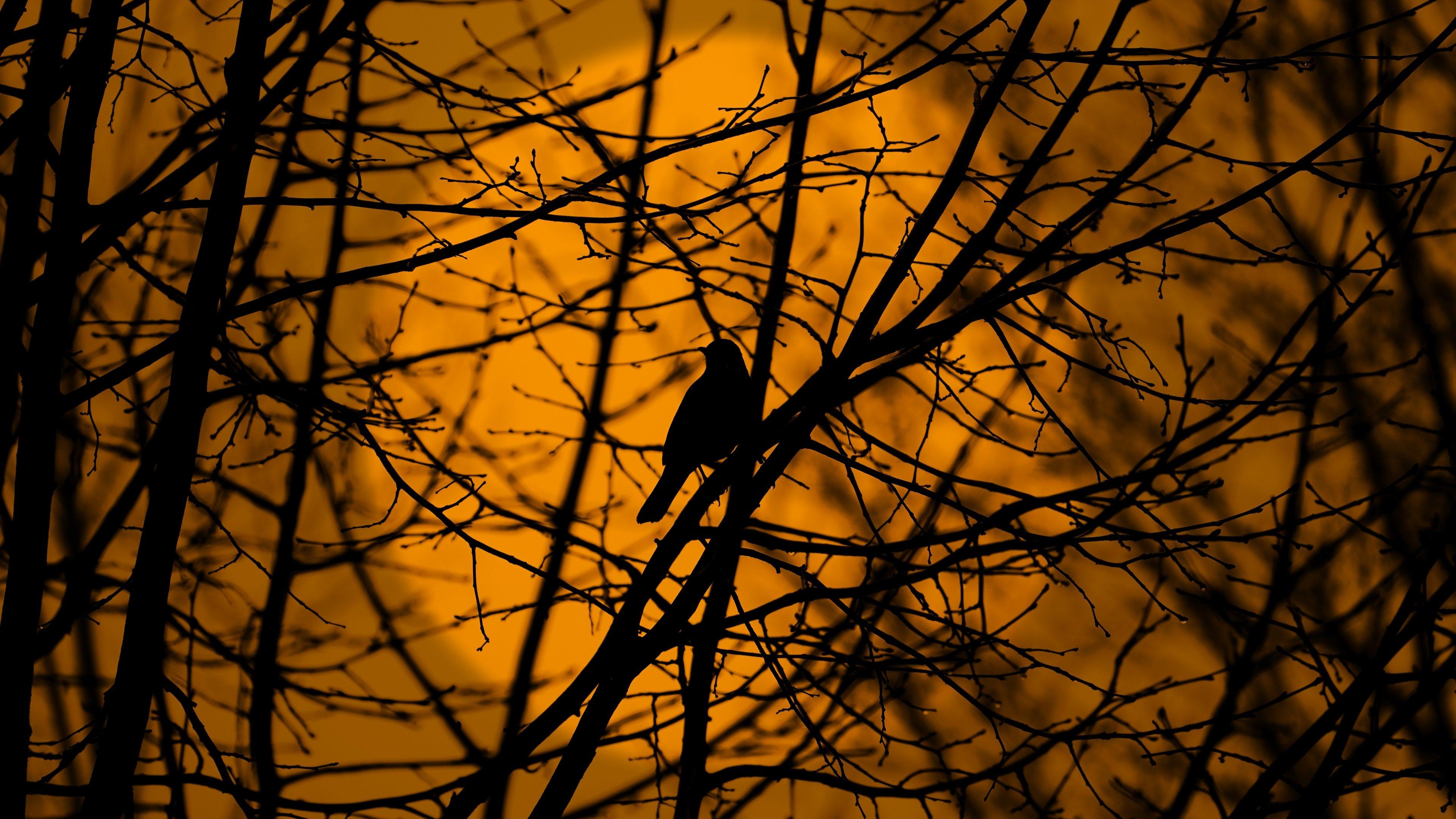 3840x2160 Branches 4K wallpaper for your desktop or mobile screen free and easy to download