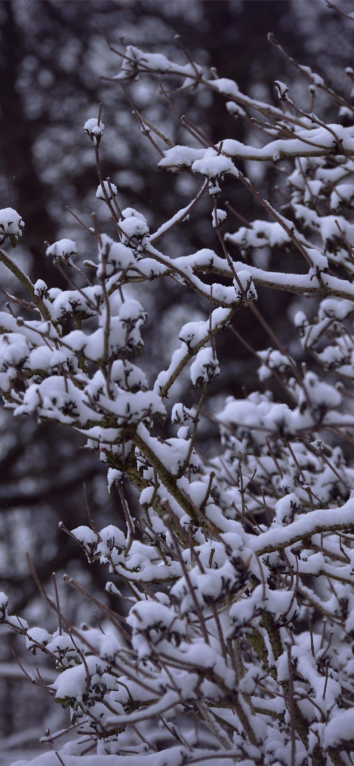 1242x2688 snowy branches 5k iPhone X Wallpaper Free Download