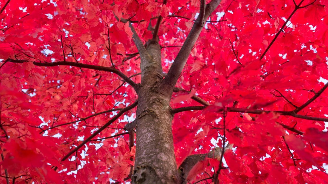 1366x768 Download 1366x768 Red Leaves, Tree, Branches Wallpaper for Laptop, Notebook