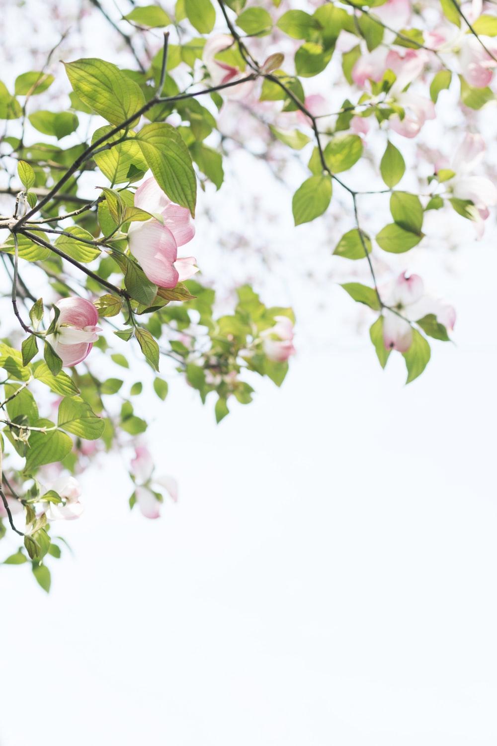 1000x1500 Flower Branch Picture. Download Free Image