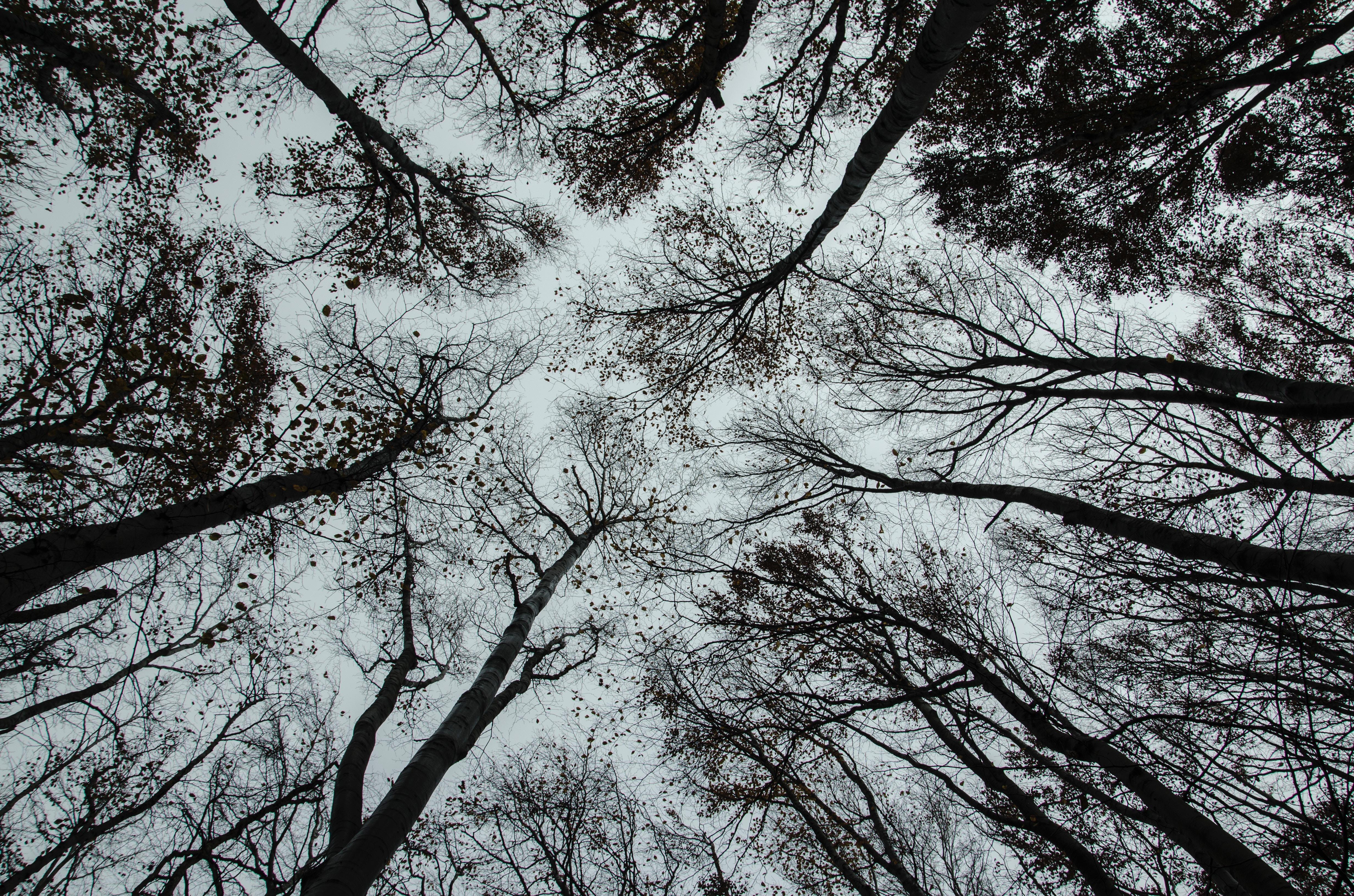 4928x3264 tree branches HD wallpaper, background