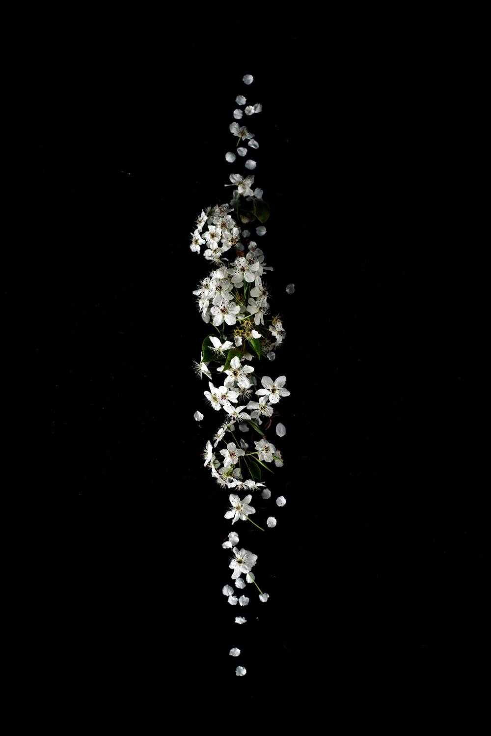 1000x1498 Black And White Flower Picture [HD]. Download Free Image