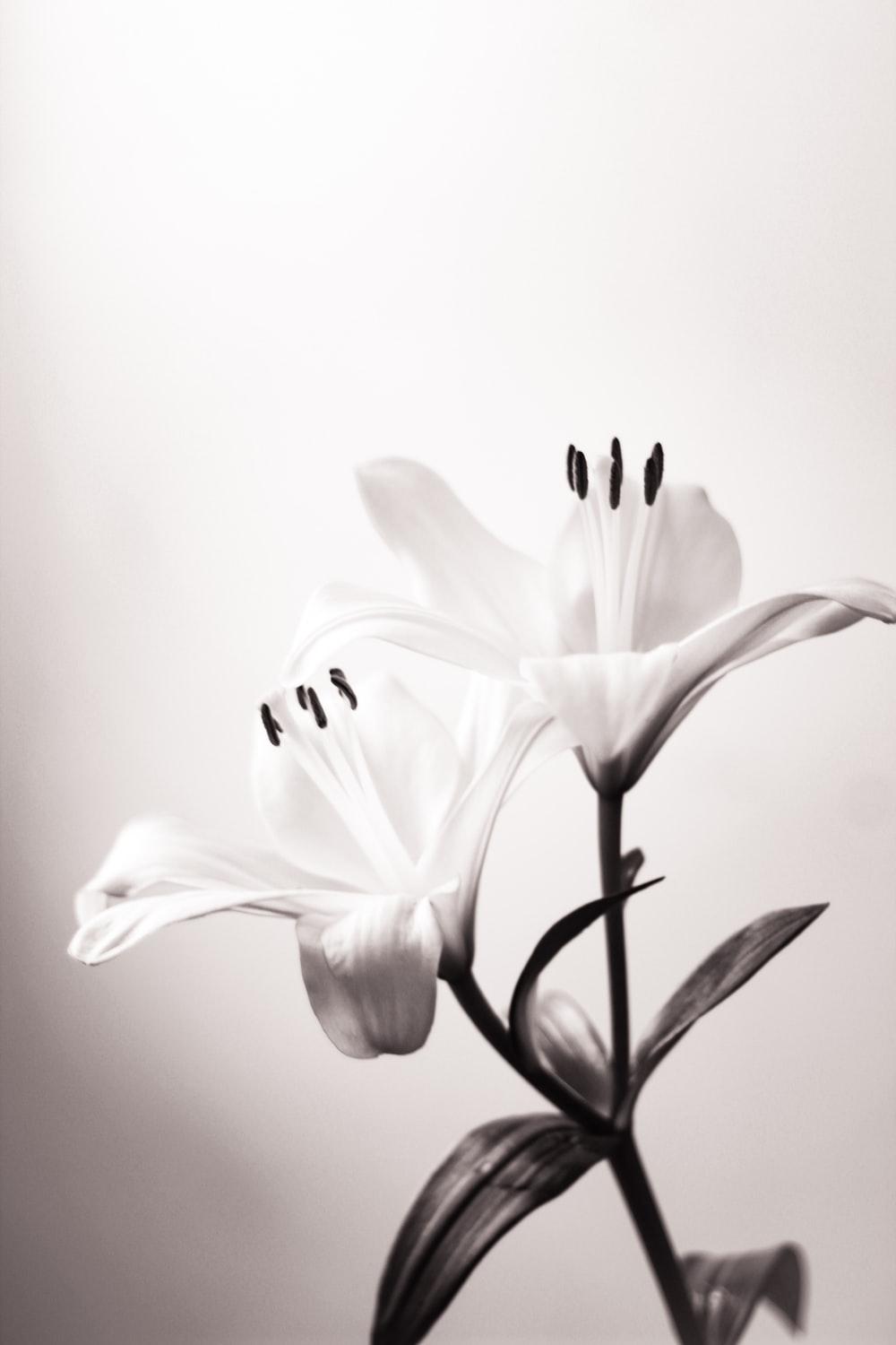 lily black and white wallpaper