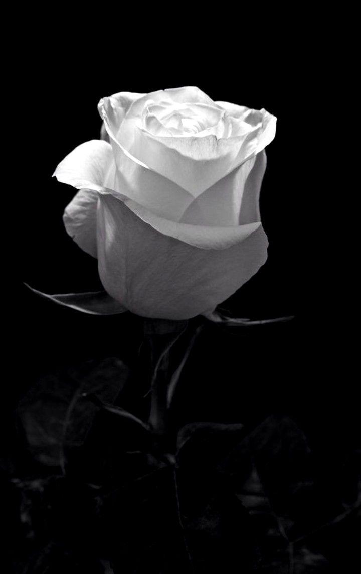 Black and White Rose Flower Wallpapers - Top Free Black and White ...